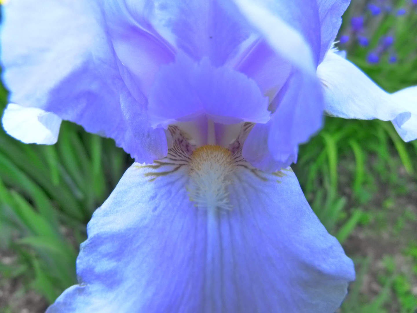 Iris 2