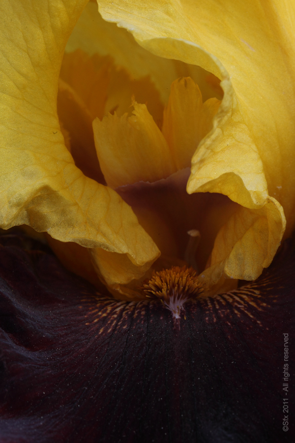 ...Iris 2011 (B) - Directement chez le Producteur...