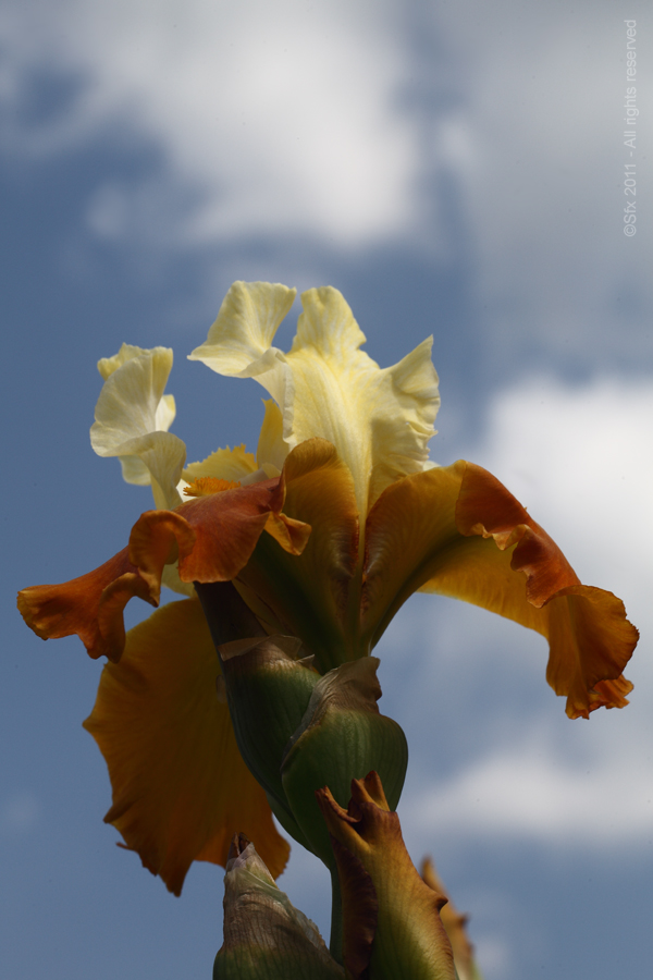 ...Iris 2011 (C) - Directement chez le Producteur...