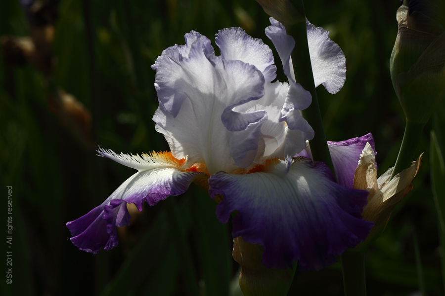 ...Iris 2011 (E) - Directement chez le Producteur...