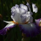 ...Iris 2011 (E) - Directement chez le Producteur...