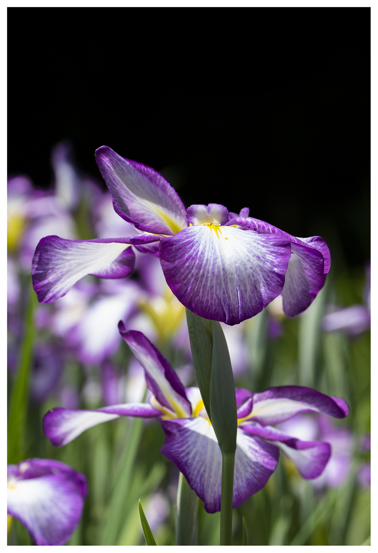 Iris-2018-1