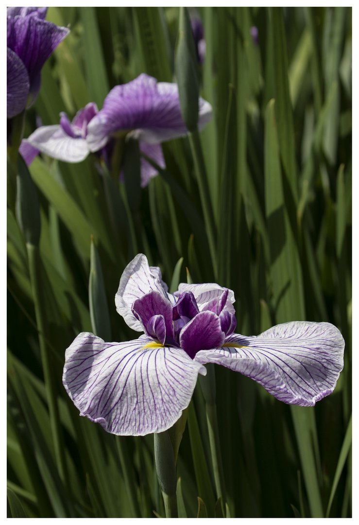 Iris-2018-3