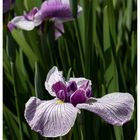 Iris-2018-3