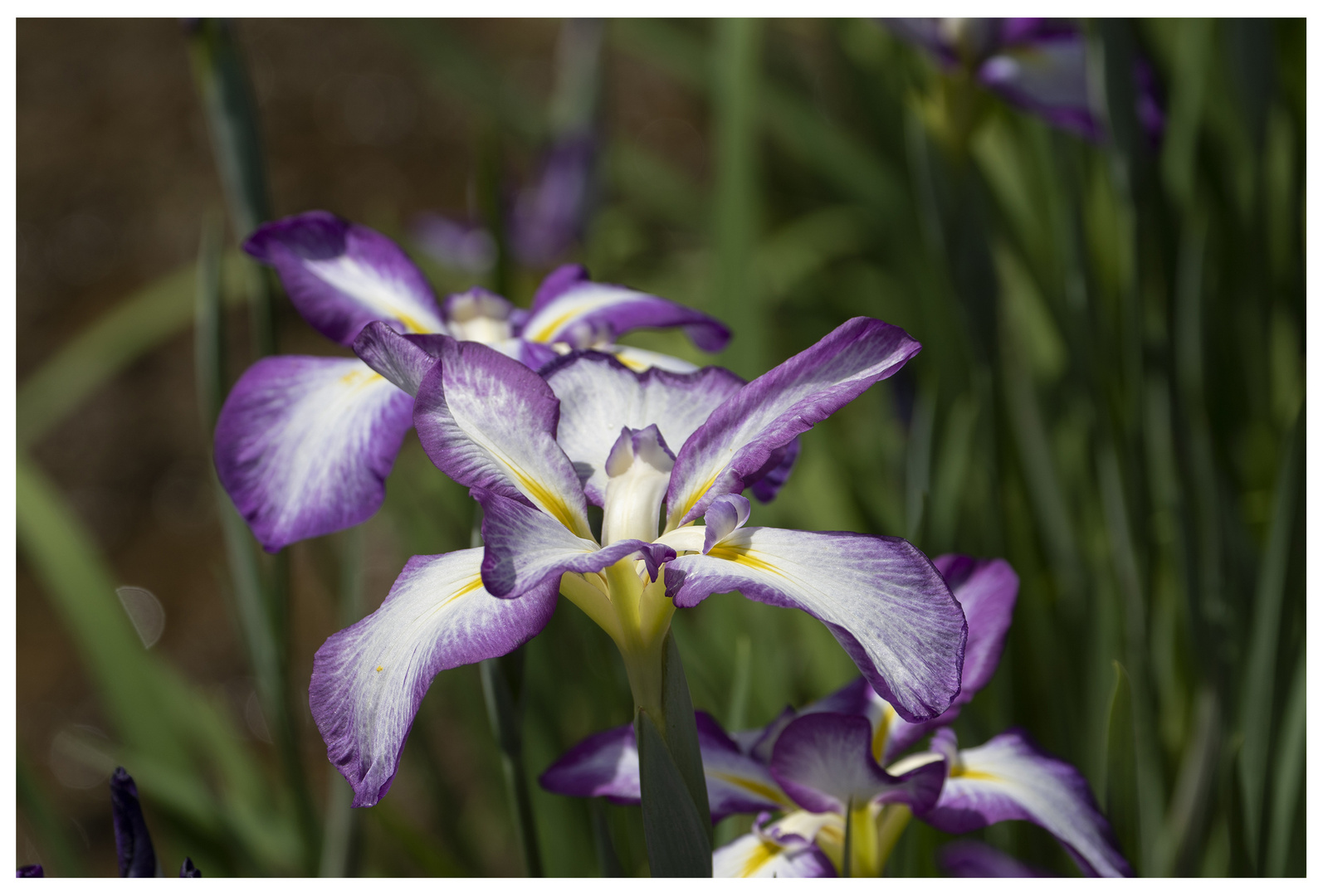 Iris-2018-6