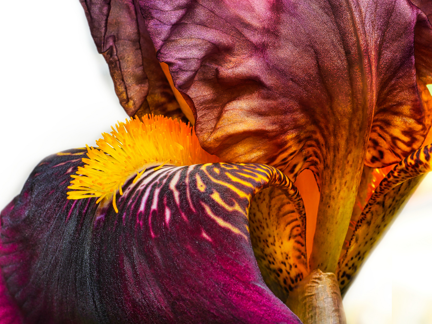 Iris Foto & Bild pflanzen, pilze & flechten, blüten & kleinpflanzen