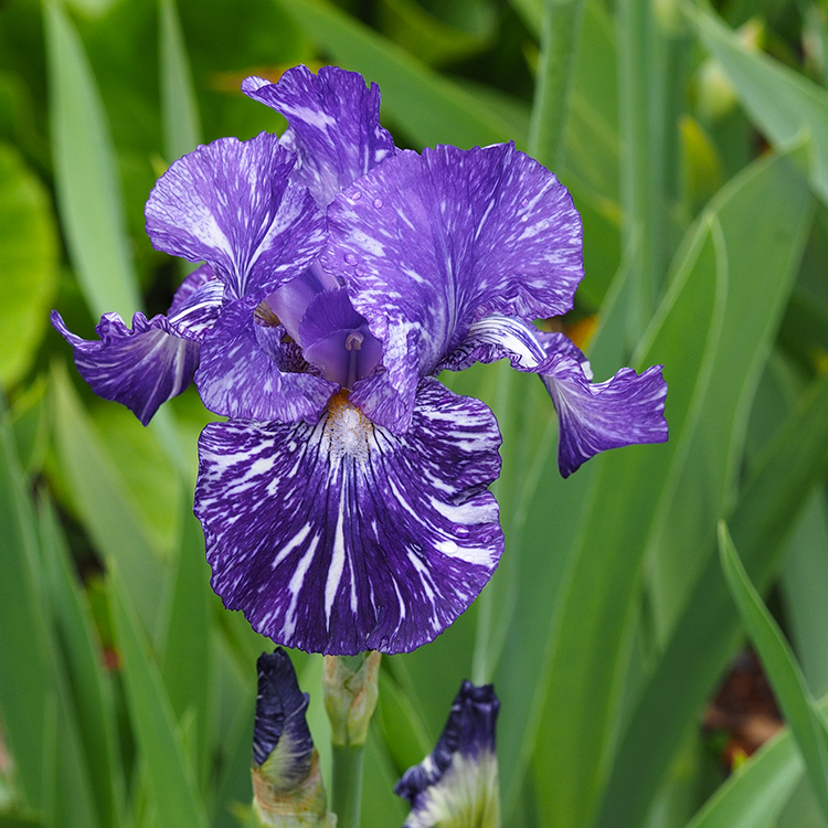 Iris...