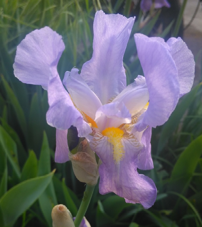 Iris