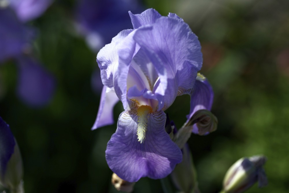 Iris