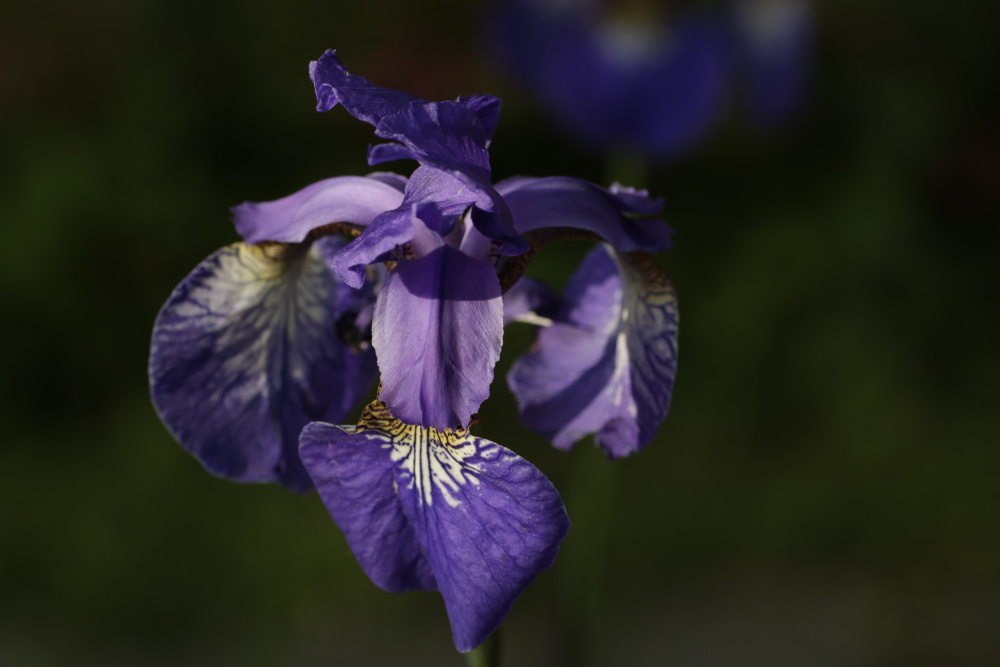 Iris