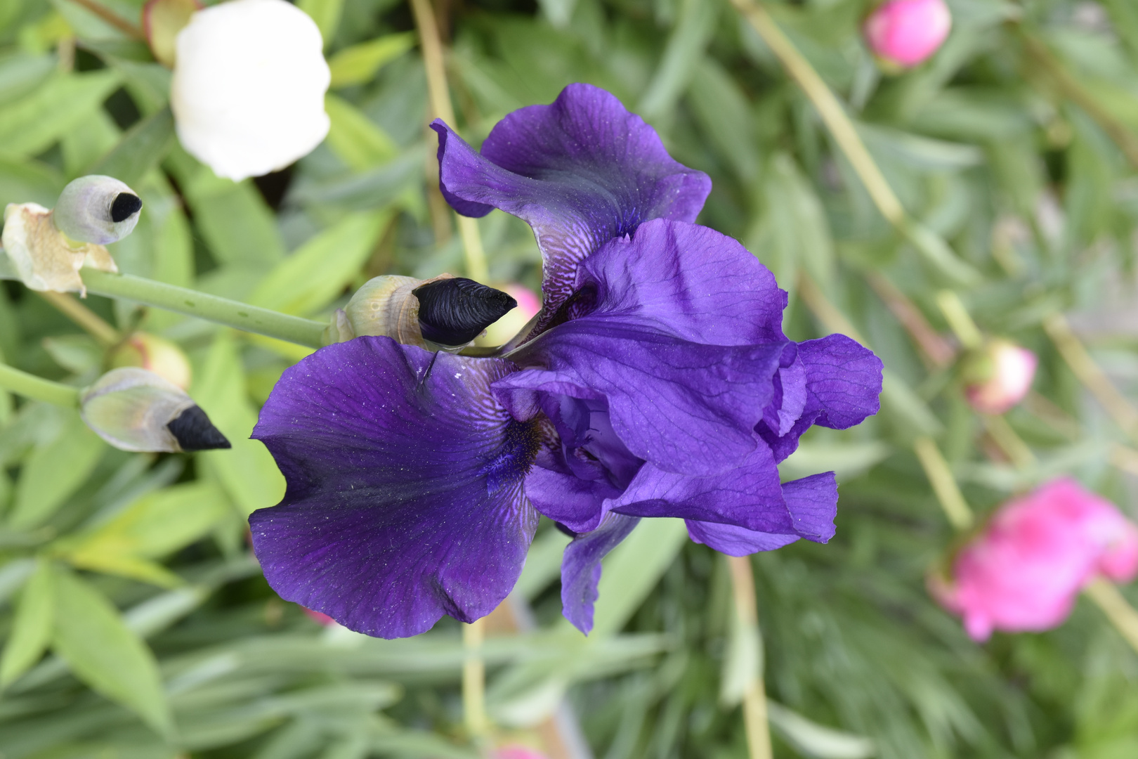 Iris Foto & Bild pflanzen, pilze & flechten, blüten & kleinpflanzen