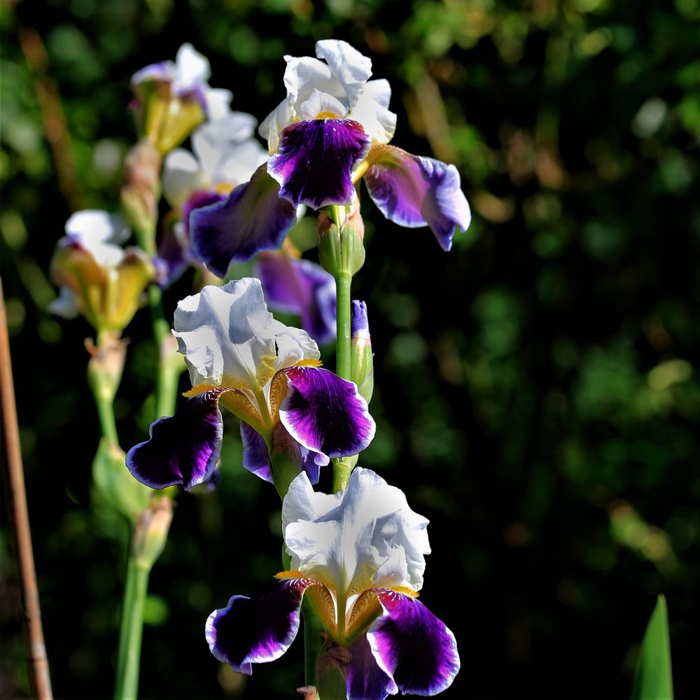 IRIS 25.05.18 Foto & Bild landschaft, garten & parklandschaften
