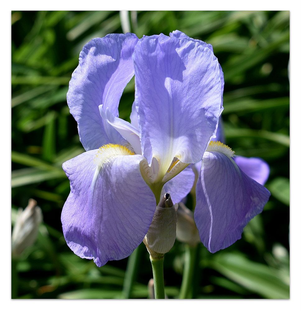 iris