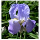 iris