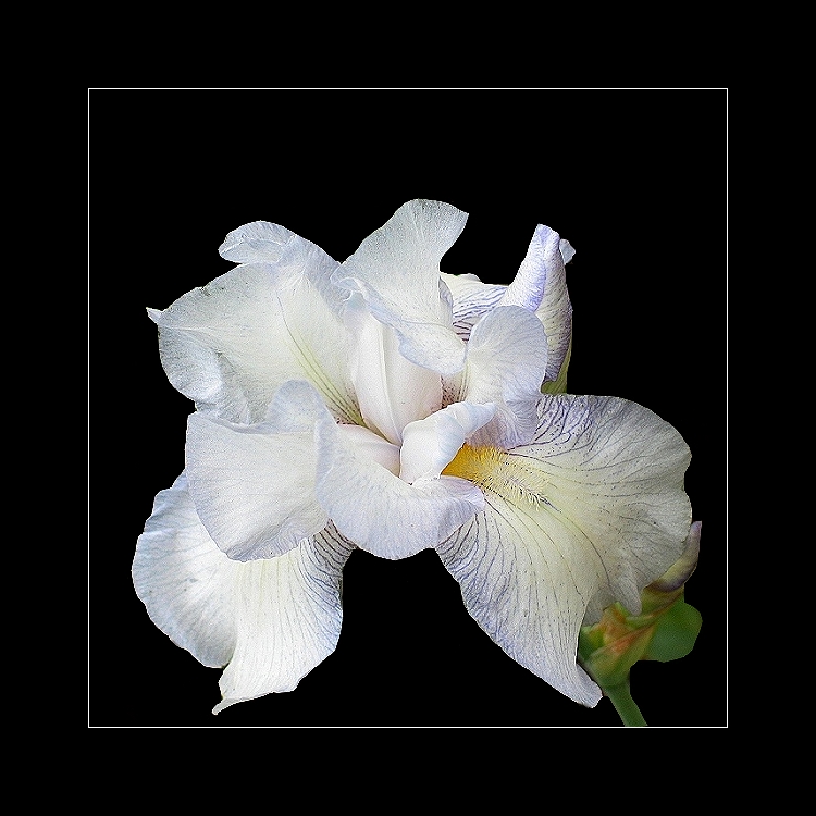 ***Iris***