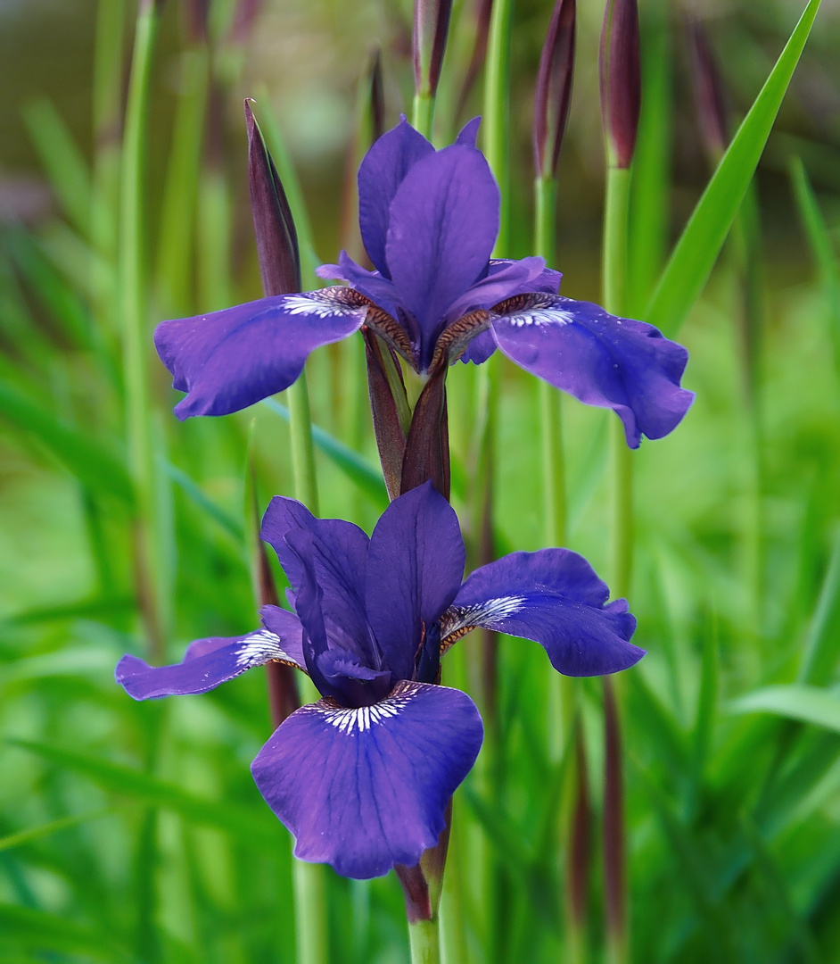 Iris