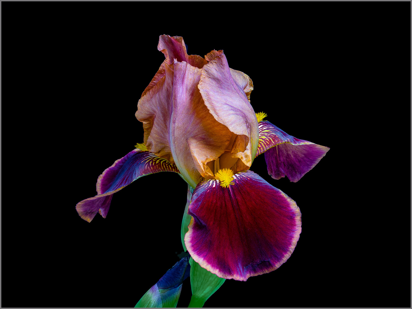 Iris