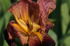 Iris