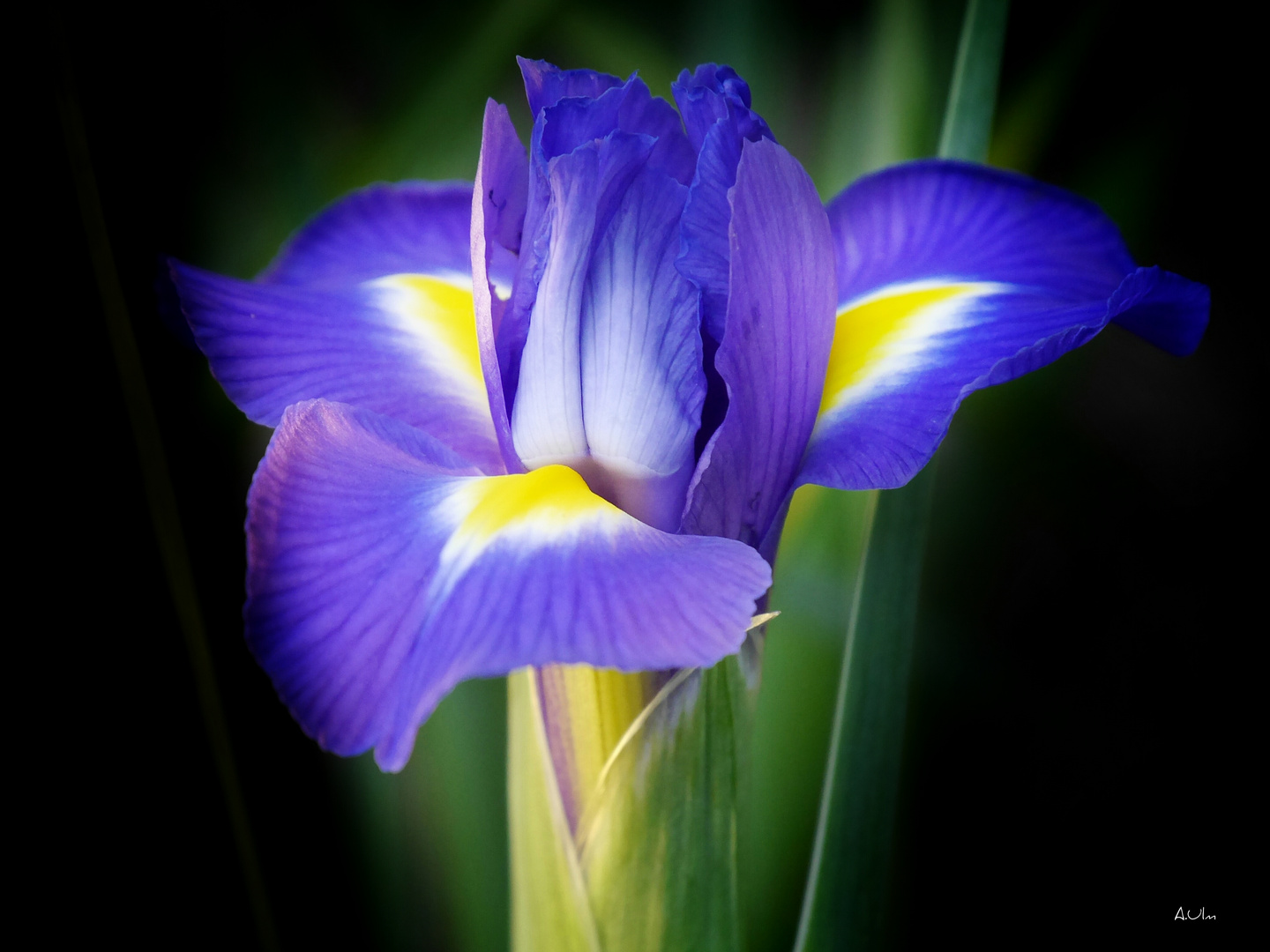 "Iris "