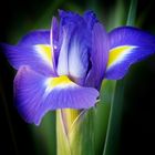 "Iris "