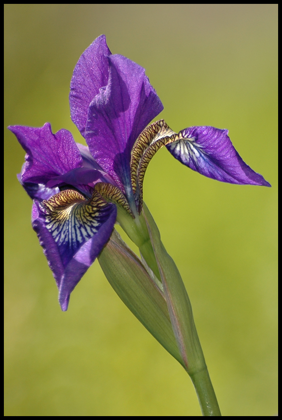 Iris