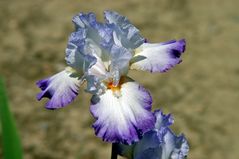 Iris