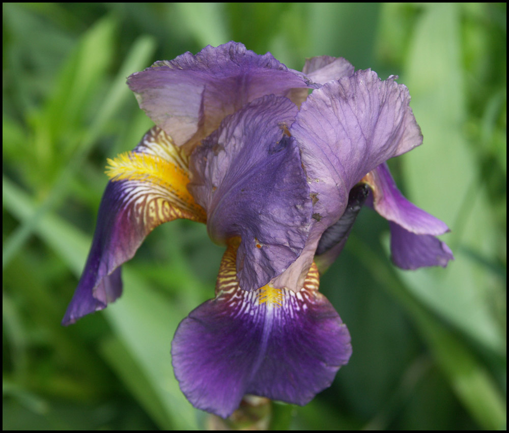 Iris 3