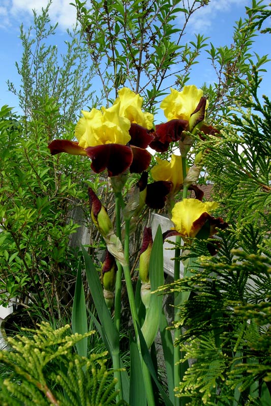 Iris 3