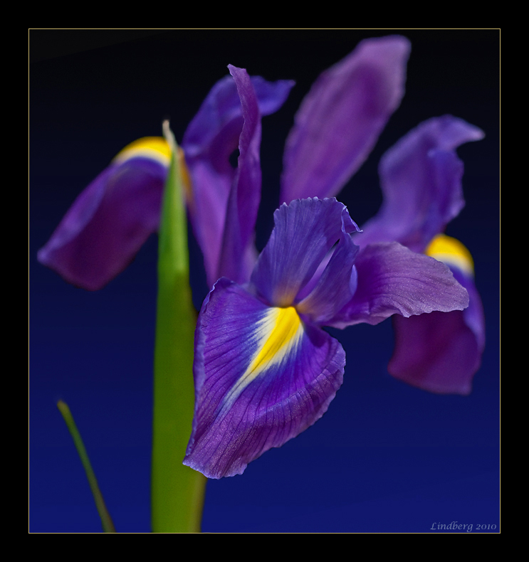 Iris 3