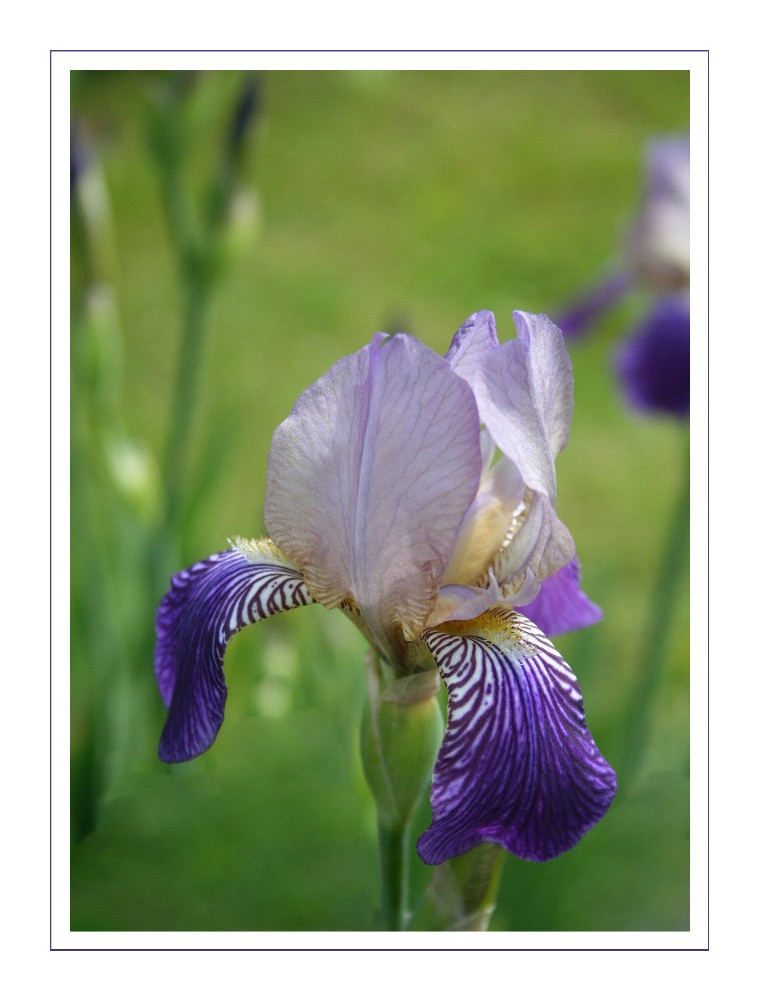 Iris..