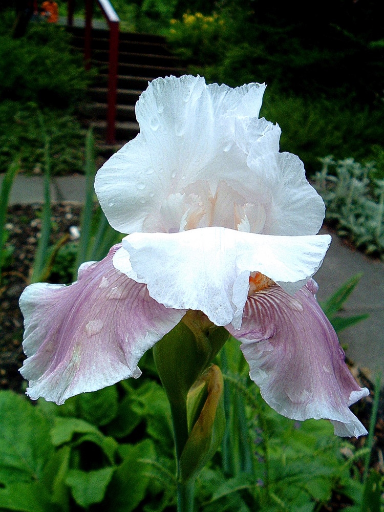 Iris