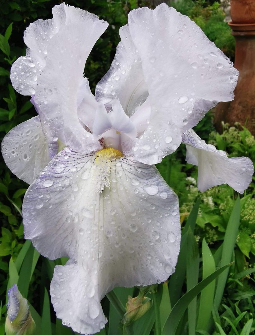 Iris 