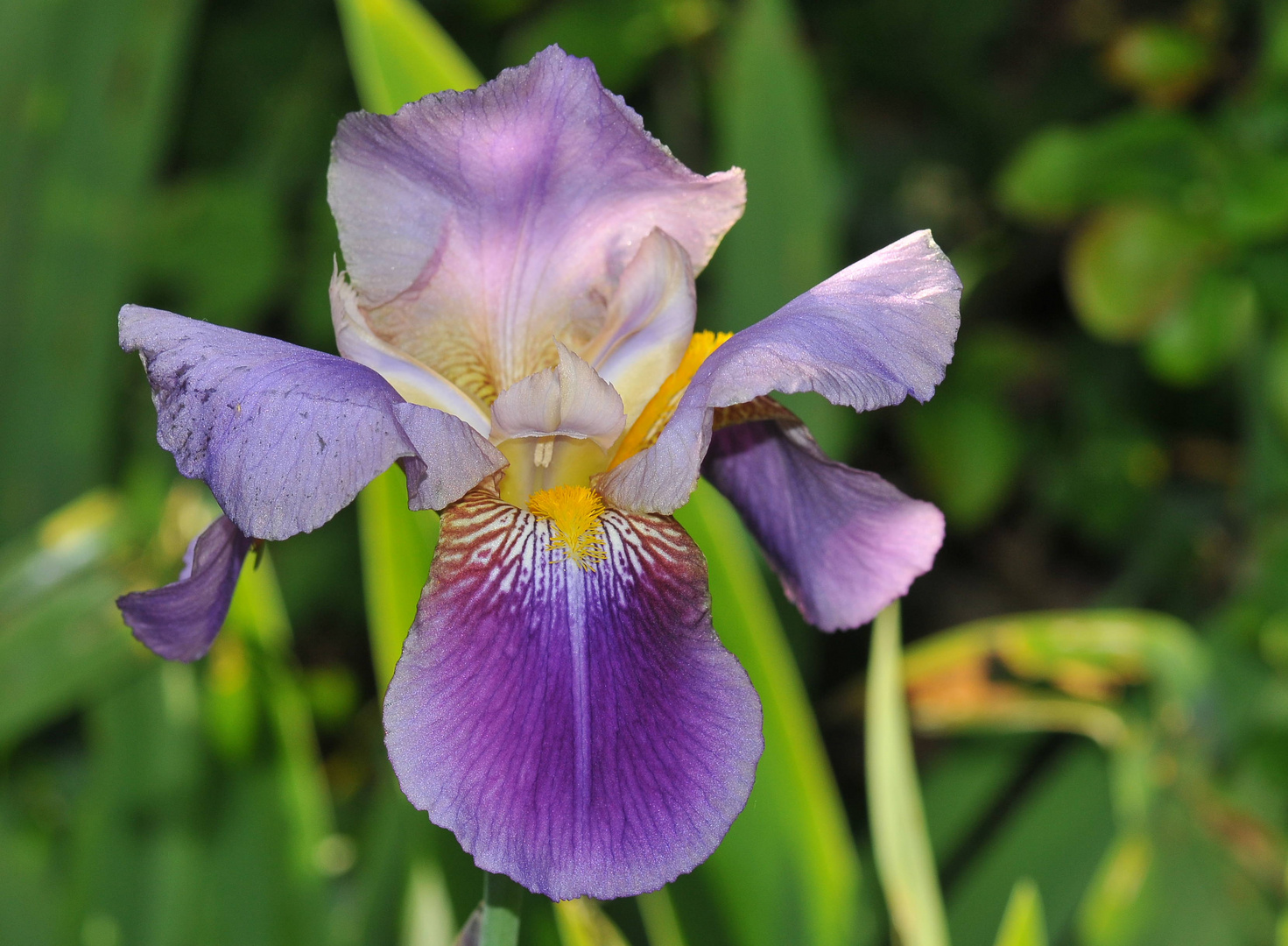 Iris