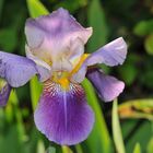 Iris