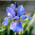 Iris