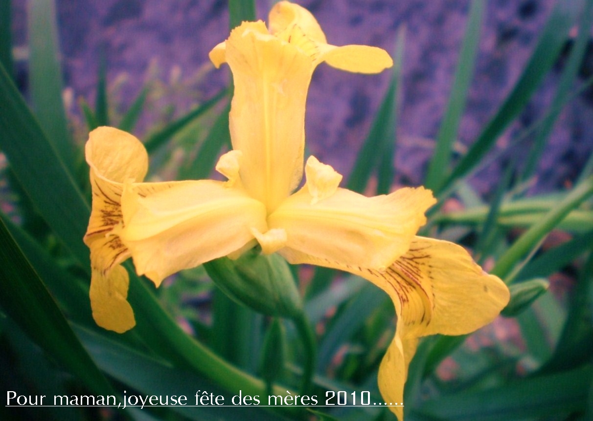 IRIS.........