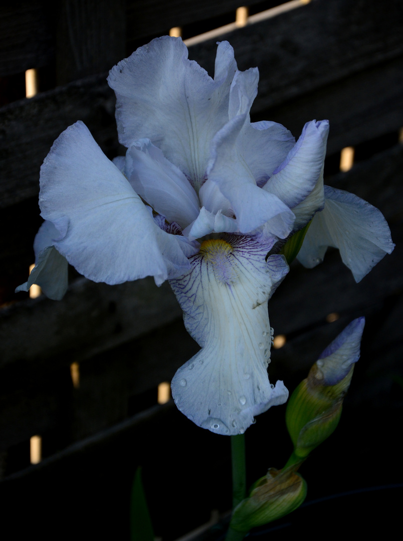 #....Iris......#