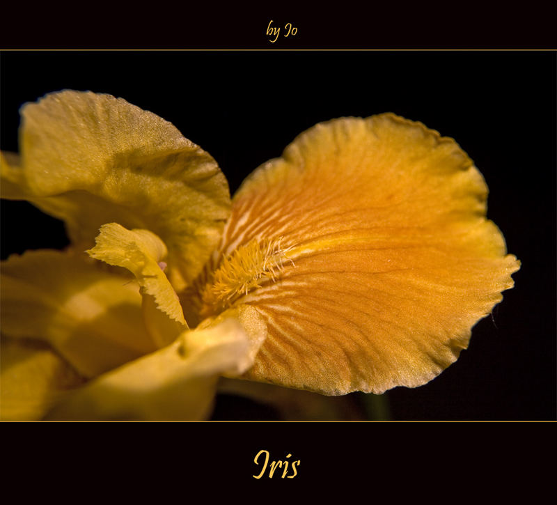 Iris