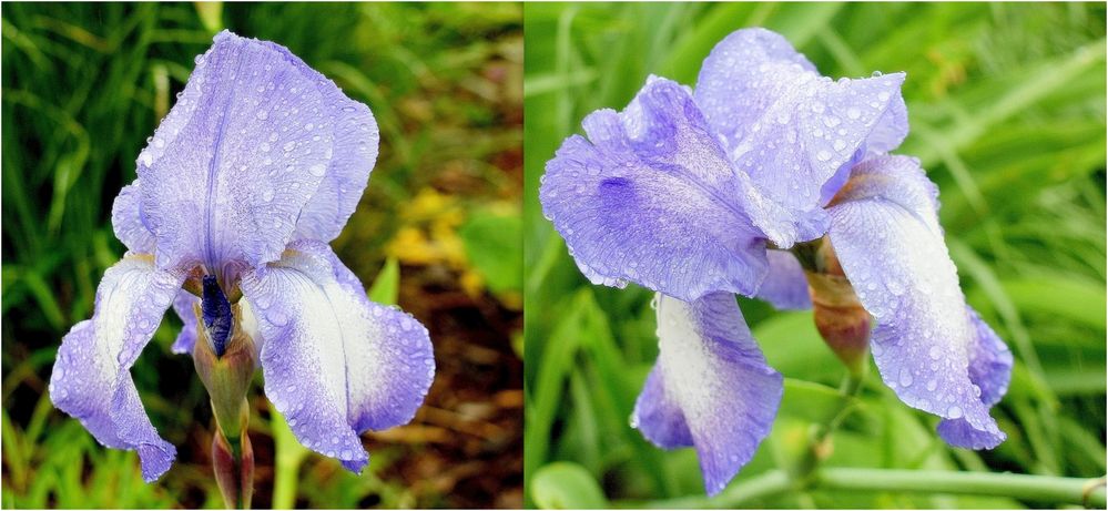 iris