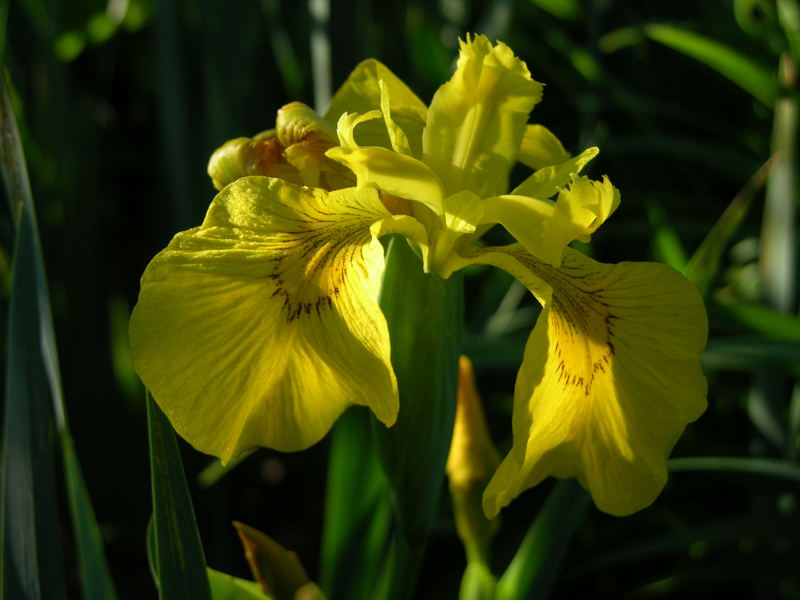 Iris