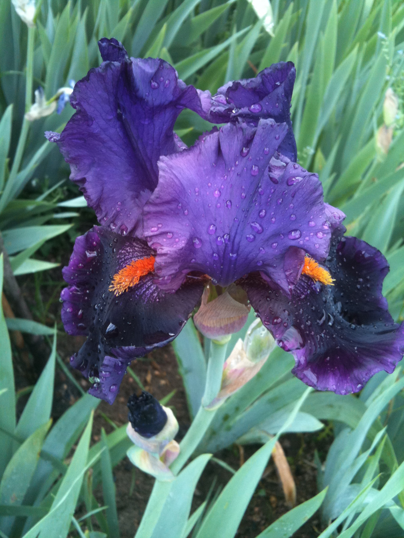 iris