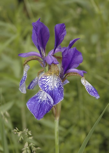 Iris 3b