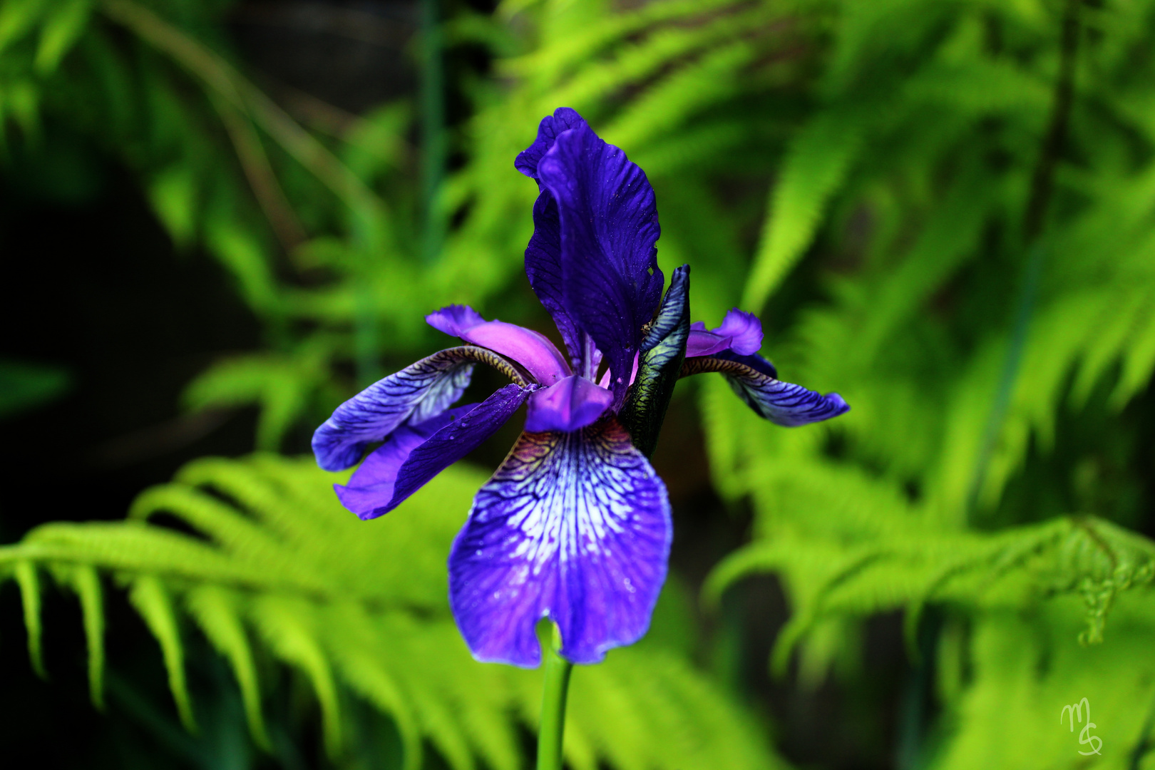 Iris