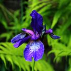 Iris