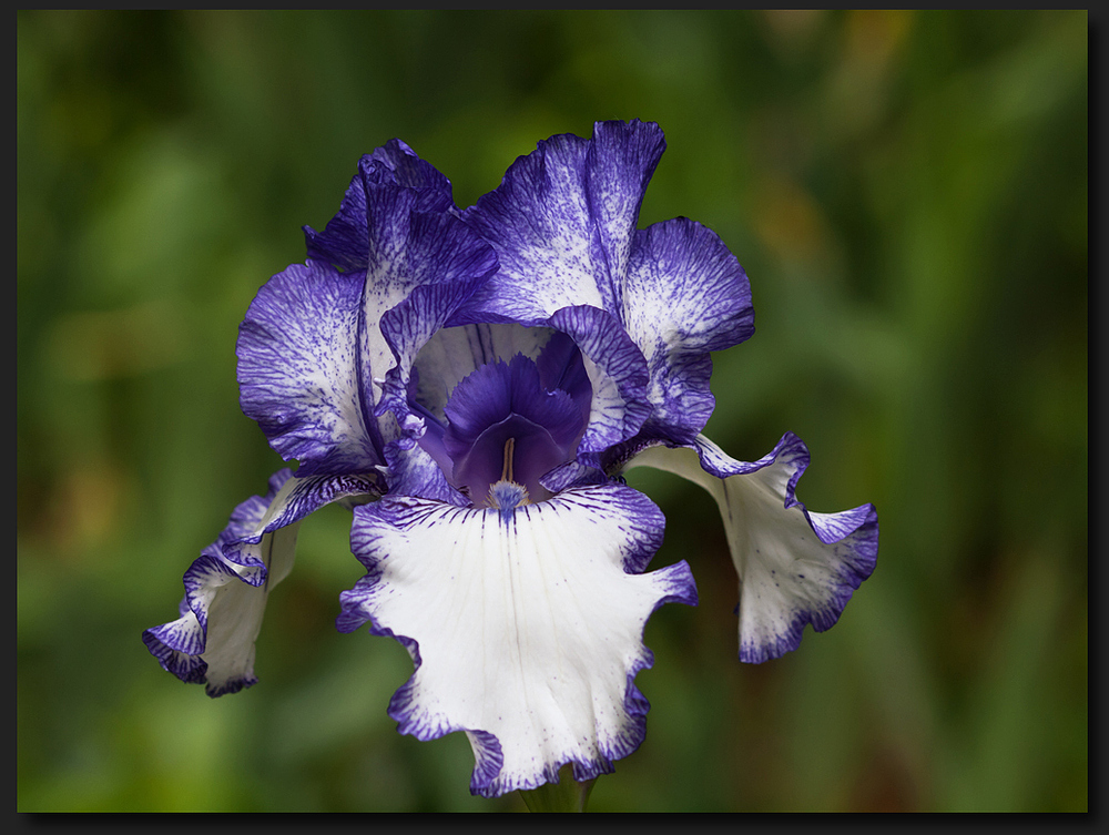 Iris