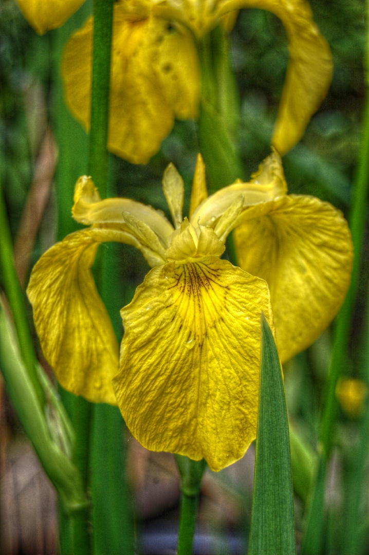 Iris