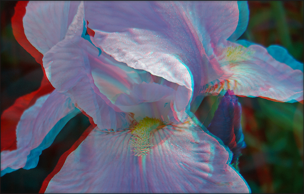 Iris (3D)