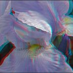 Iris (3D)