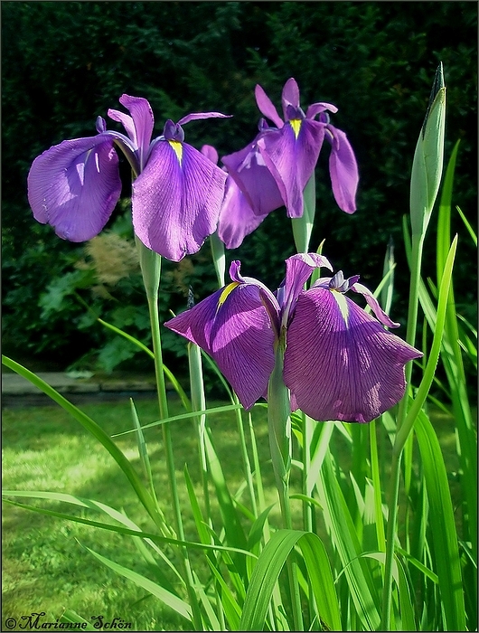 *Iris* Foto & Bild natur, pflanzen, blüten & kleinpflanzen Bilder