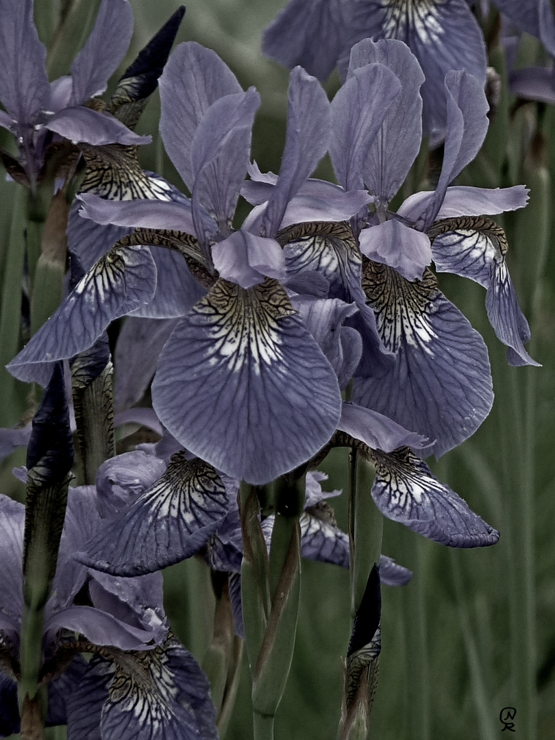 Iris